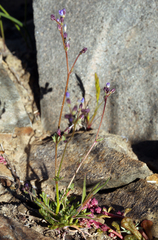 Gilia transmontana