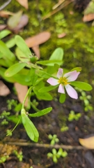 Sabatia calycina