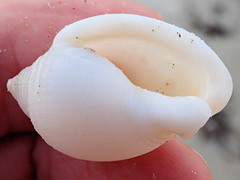 Semicassis semigranosa