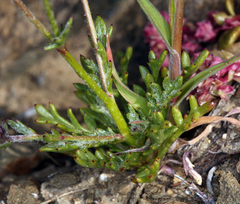 Gilia transmontana