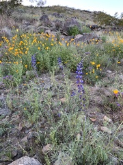 Lupinus sparsiflorus