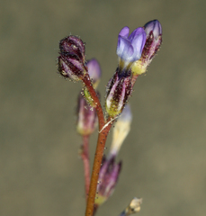 Gilia transmontana