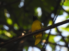 Brachypodius fuscoflavescens