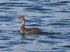 Poliocephalus rufopectus