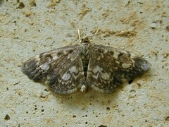 Anania tertialis