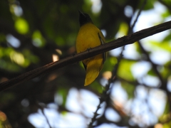 Brachypodius fuscoflavescens