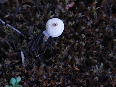 Tulostoma brumale