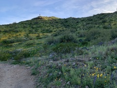 Lupinus sparsiflorus