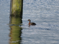Poliocephalus rufopectus
