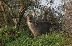 Kobus ellipsiprymnus