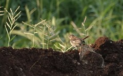 Cercotrichas leucophrys