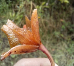 Epidendrum diothonaeoides