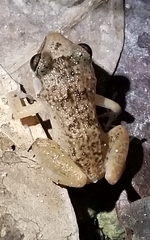 Eleutherodactylus rogersi