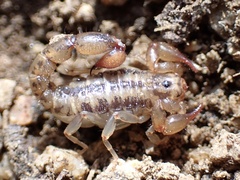 Superstitionia donensis