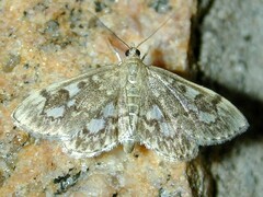 Anania tertialis