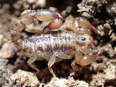 Superstitionia donensis