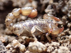 Superstitionia donensis