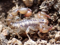 Superstitionia donensis