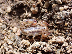 Superstitionia donensis