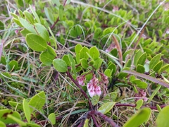 Arctostaphylos densiflora