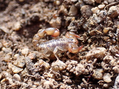 Superstitionia donensis