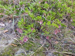 Arctostaphylos densiflora
