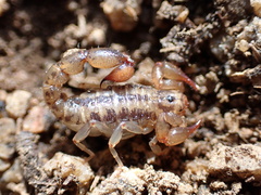 Superstitionia donensis