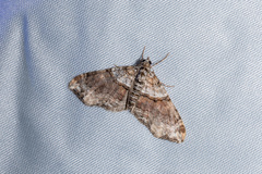 Oulobophora externaria