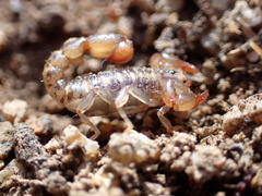 Superstitionia donensis