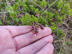 Arctostaphylos densiflora
