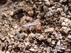 Superstitionia donensis