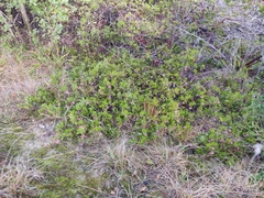 Arctostaphylos densiflora