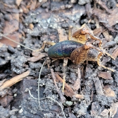 Pristoceuthophilus pacificus