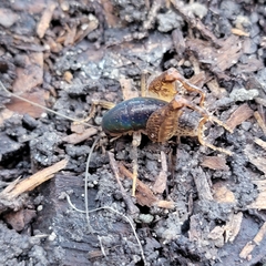 Pristoceuthophilus pacificus