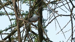 Melaenornis semipartitus