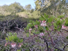 Arctostaphylos densiflora