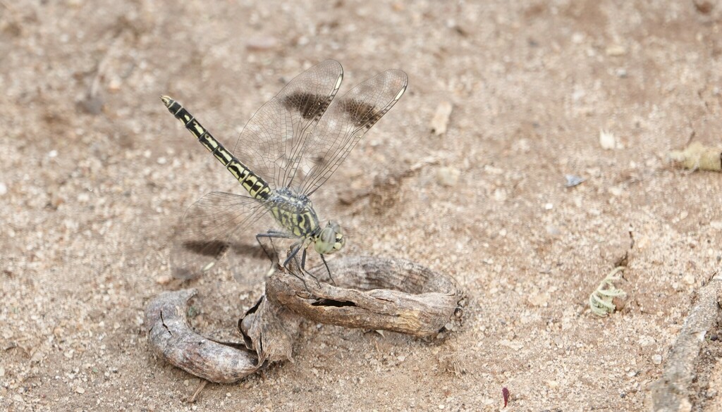 Groundlings Area Southern Banded Groundling from Tarangire NP, Tanzania on February 20 ...
