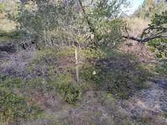 Arctostaphylos densiflora