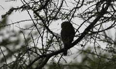 Glaucidium perlatum
