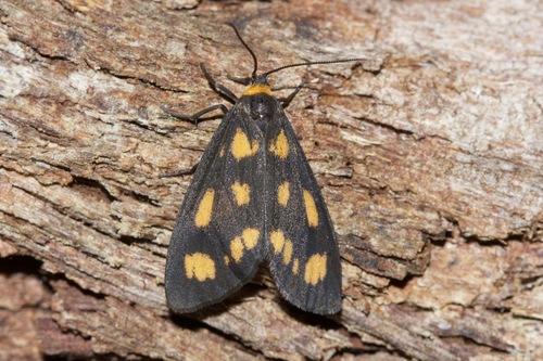 Asura cervicalis