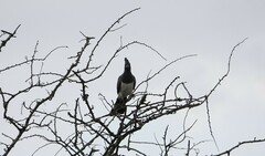 Corythaixoides leucogaster