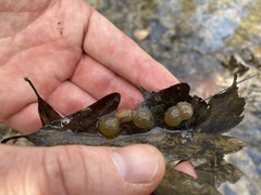Ambystoma barbouri