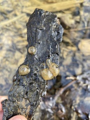 Ambystoma barbouri