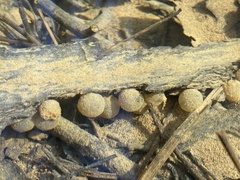 Ambystoma barbouri