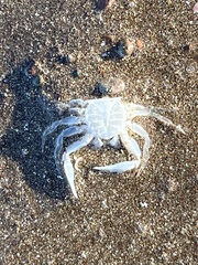 Ocypode occidentalis