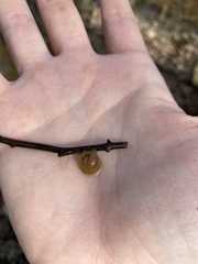 Ambystoma barbouri