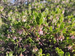 Arctostaphylos densiflora