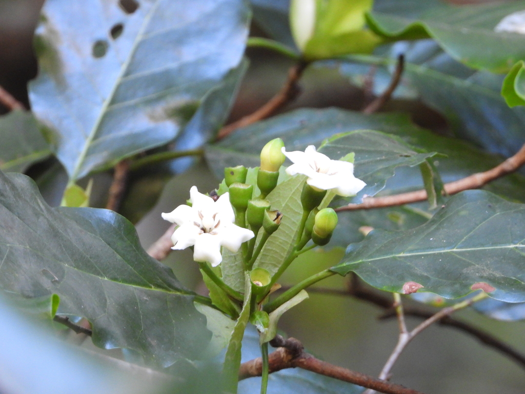 Glossostipula concinna