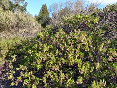Arctostaphylos densiflora