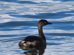 Poliocephalus rufopectus